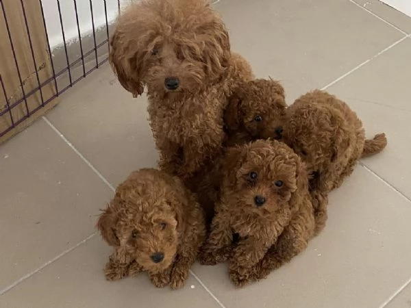 regalo barboncino toy whatsapp ( 0039 353 317 4023 ) | Foto 2