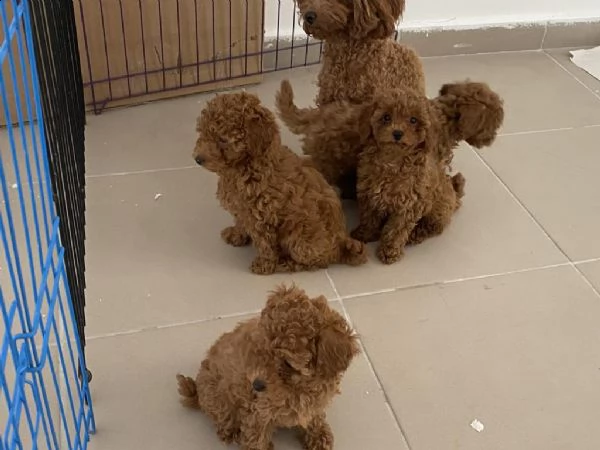 regalo barboncino toy whatsapp ( 0039 353 317 4023 ) | Foto 1