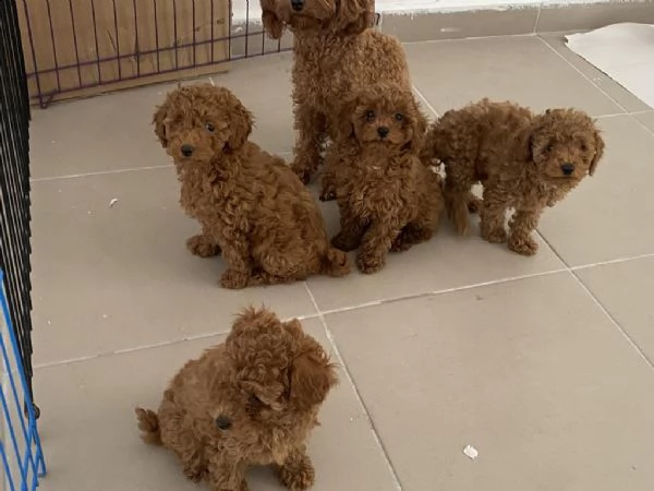 regalo barboncino toy whatsapp ( 0039 353 317 4023 ) | Foto 0