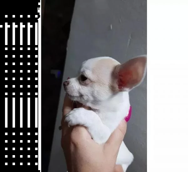 regalo cuccioli di chihuahua whatsapp ( 0039 353 317 4023 ) | Foto 2