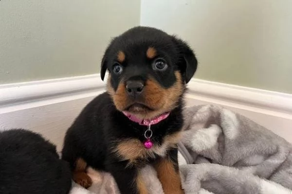 regalo cuccioli rottweiler whatsapp ( 0039 353 317 4023 ) | Foto 2