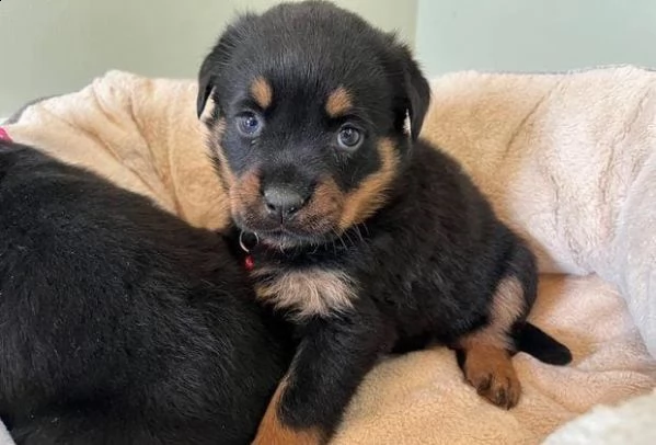 regalo cuccioli rottweiler whatsapp ( 0039 353 317 4023 ) | Foto 1