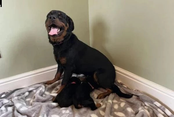 regalo cuccioli rottweiler whatsapp ( 0039 353 317 4023 ) | Foto 0