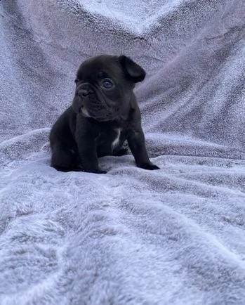 adotta un bulldog francese    whatsapp (0039 353 317 4023 ) | Foto 1