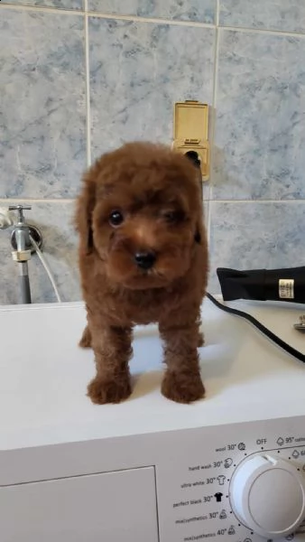 mini barboncino cuccioli | Foto 6