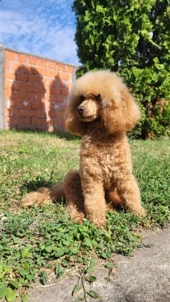 mini barboncino cuccioli | Foto 4