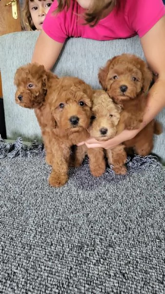 mini barboncino cuccioli | Foto 3