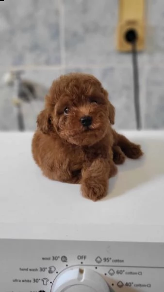 mini barboncino cuccioli | Foto 1