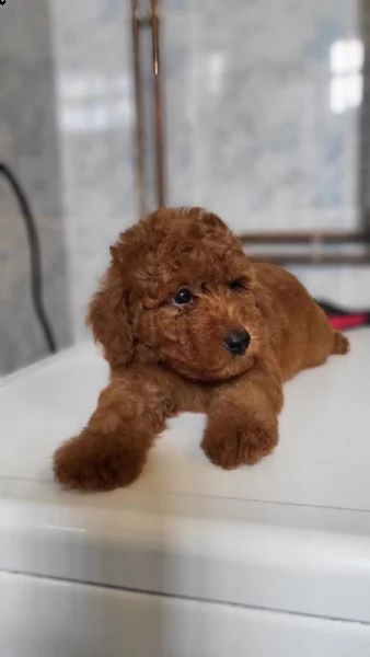 mini barboncino cuccioli | Foto 0