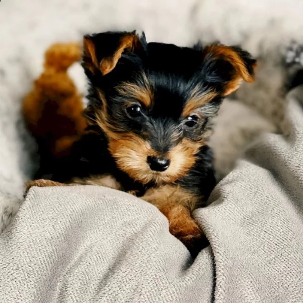 yorkie mini cachorro hebra in vendita