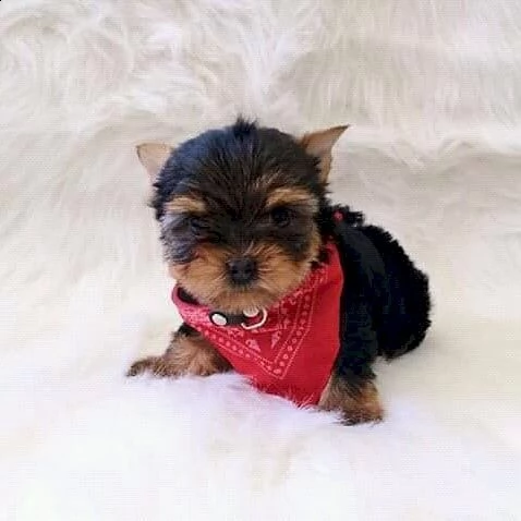 yorkie mini cachorro hebra in vendita