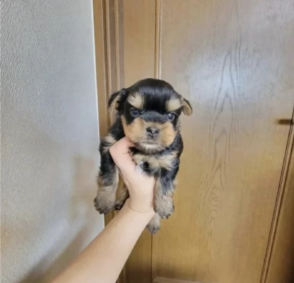 yorkie mini cachorro hebra in vendita
