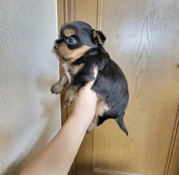 yorkie mini cachorro hebra in vendita