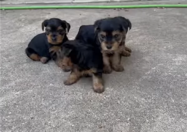 cachorros yorkie miniatura addestrati e registrati in vendita
