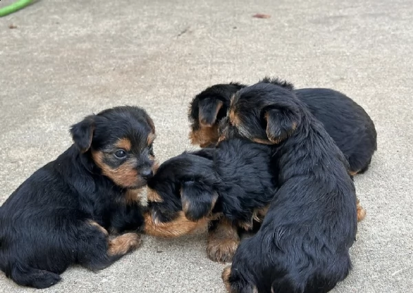 cachorros yorkie miniatura addestrati e registrati in vendita