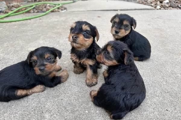 cachorros yorkie miniatura addestrati e registrati in vendita