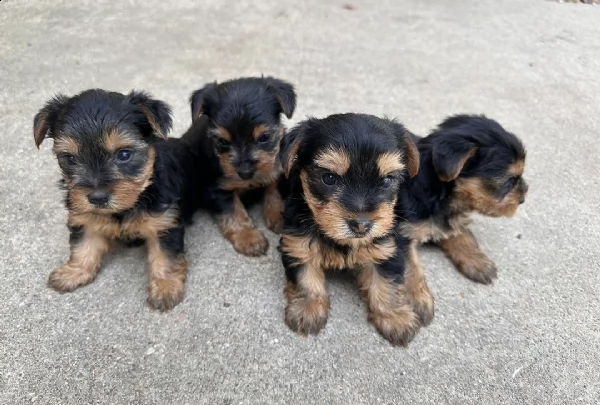 cachorros yorkie miniatura addestrati e registrati in vendita