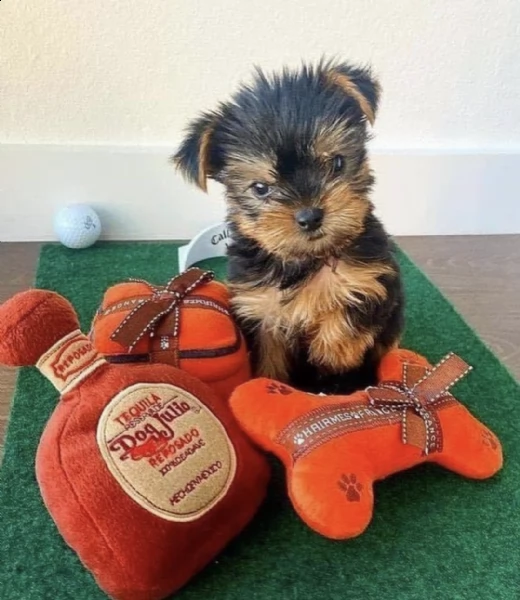cachorros yorkie miniatura addestrati e registrati in vendita