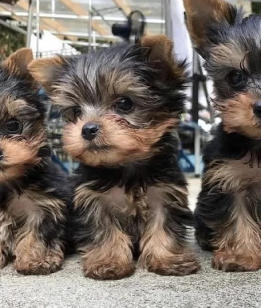 cachorros yorkie miniatura addestrati e registrati in vendita