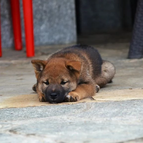 cucciolo meraviglioso shiba inu color sesamo disponibile  | Foto 1