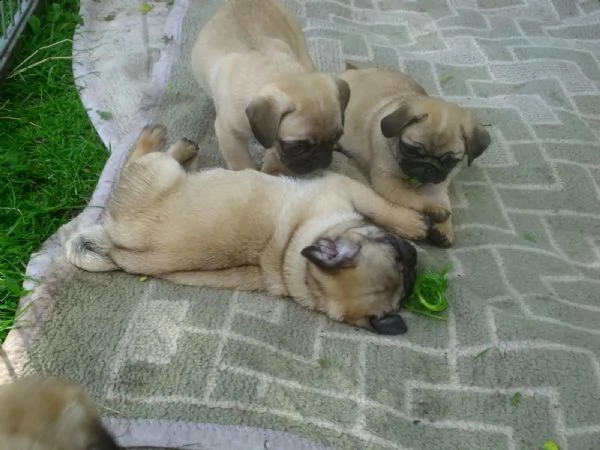 simpatico carlino cuccioli