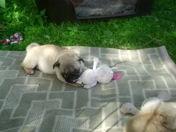 simpatico carlino cuccioli | Foto 0