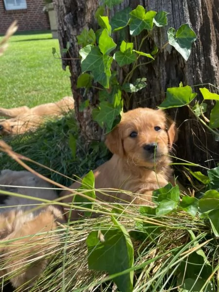 cuccioli di razza golden retriever | Foto 2