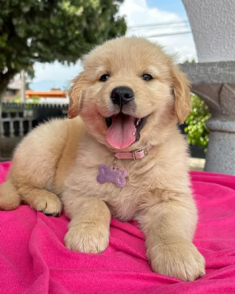 cuccioli di razza golden retriever