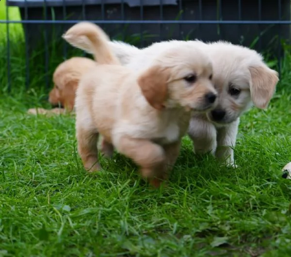 cuccioli di razza golden retriever | Foto 0