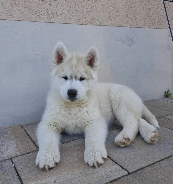 husky siberiano cucciolo in vendita | Foto 4