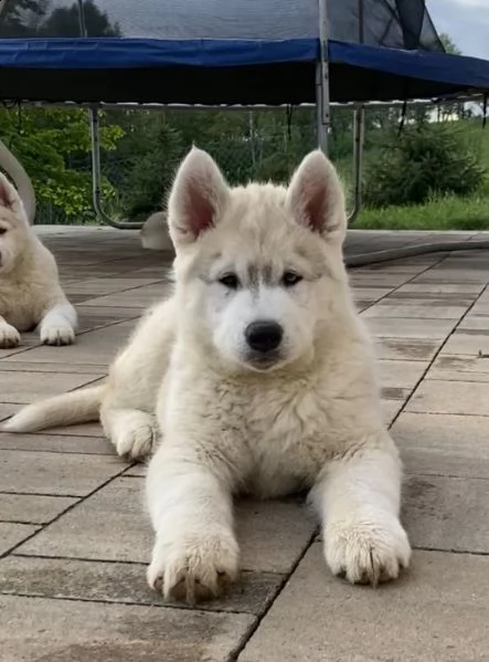 husky siberiano cucciolo in vendita | Foto 3