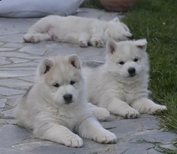 husky siberiano cucciolo in vendita | Foto 1