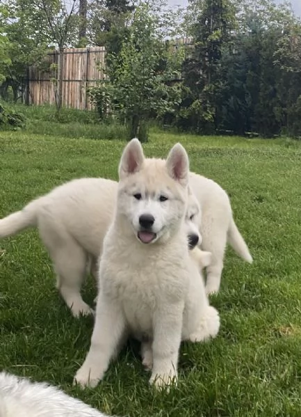 husky siberiano cucciolo in vendita | Foto 0
