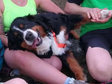  meravigliosi cuccioli di bovaro del bernese | Foto 1