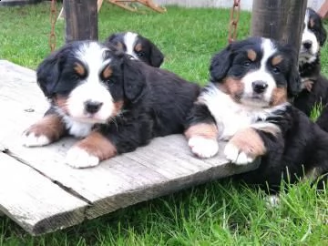  meravigliosi cuccioli di bovaro del bernese