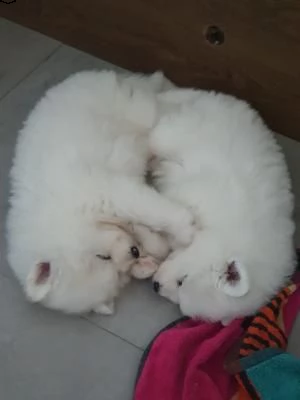  disponibili cuccioli samoiedo(3) | Foto 1