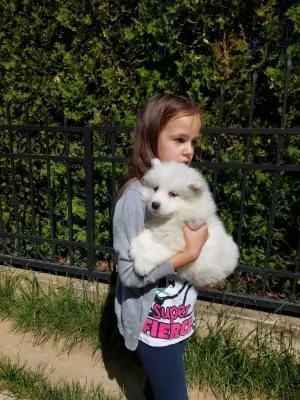  disponibili cuccioli samoiedo(3) | Foto 0