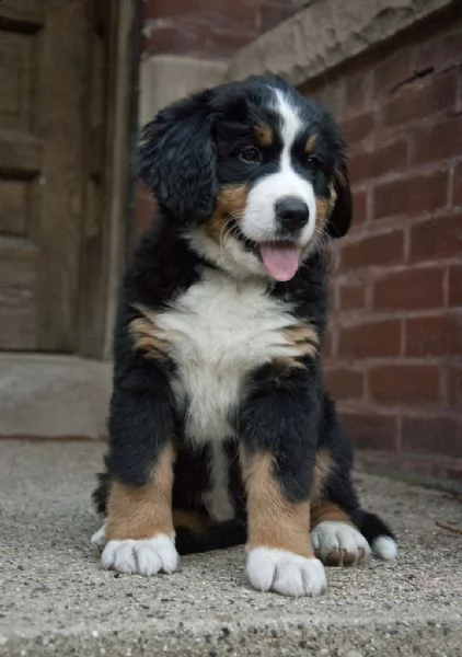 cuccioli di bovaro del bernese 