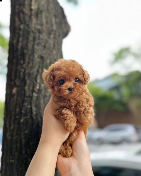 cuccioli di barboncini taglia piccola | Foto 0
