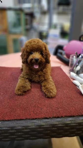 due cuccioli di barboncina toy 