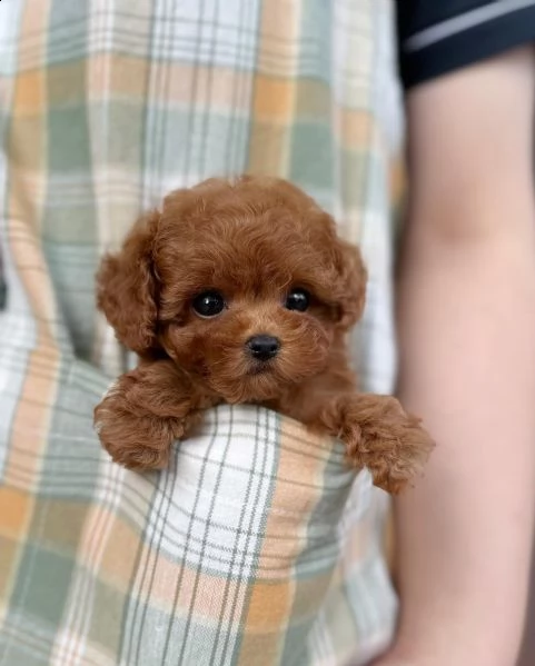 cuccioli di barboncina