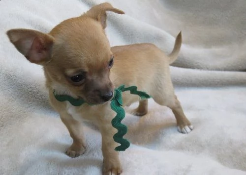 cucciolo di chihuahua (+393509706299)