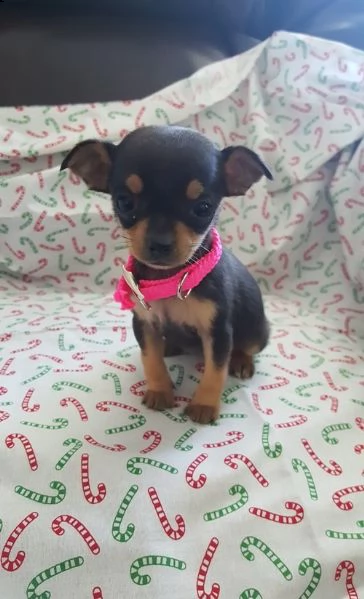 cuccioli di top di classe liscio disponibili (+393509706299)