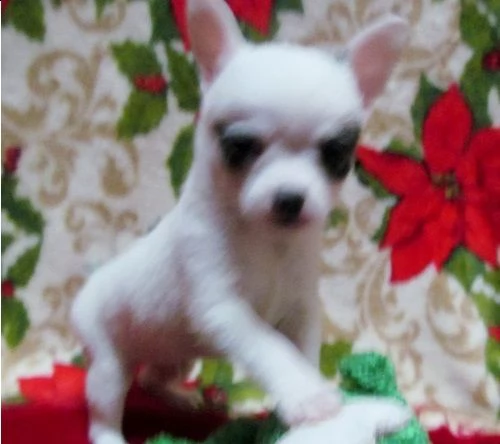 cuccioli di top di classe liscio disponibili (+393509706299)