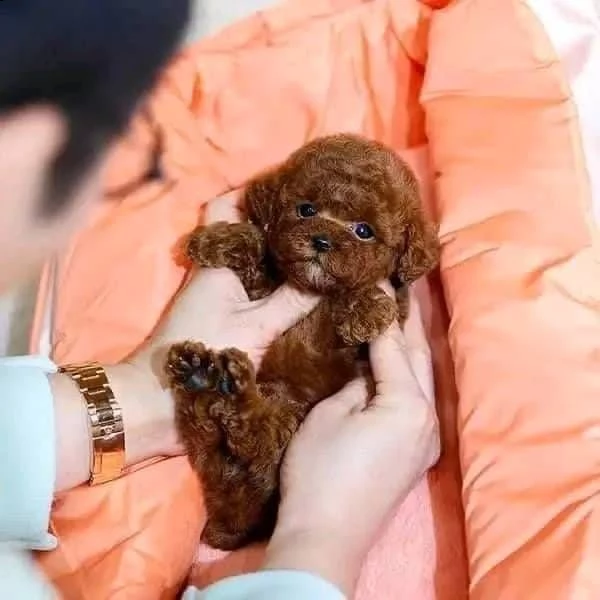 cuccioli barboncino toy