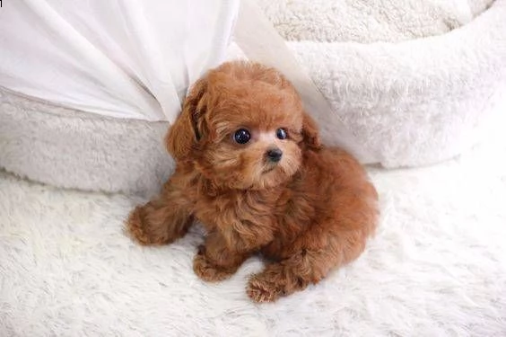 due cuccioli di barboncina toy