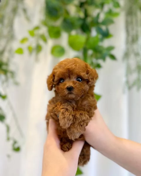 cuccioli di barboncina | Foto 0