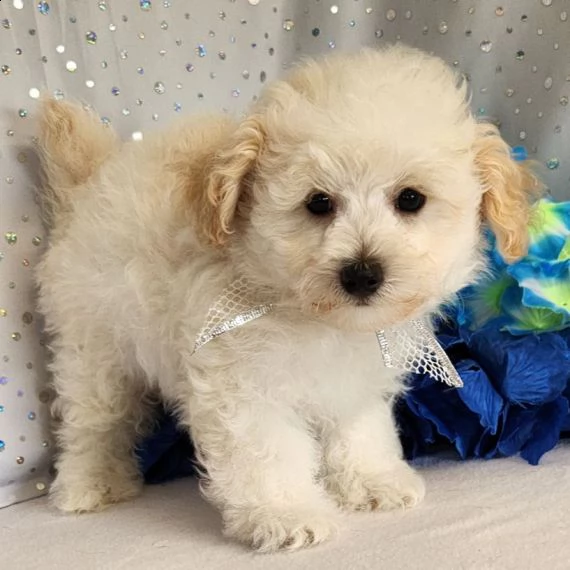 regalo abbiamo cuccioli di barboncino sono barboncino di dimensioni standard . sono registrati akc. 