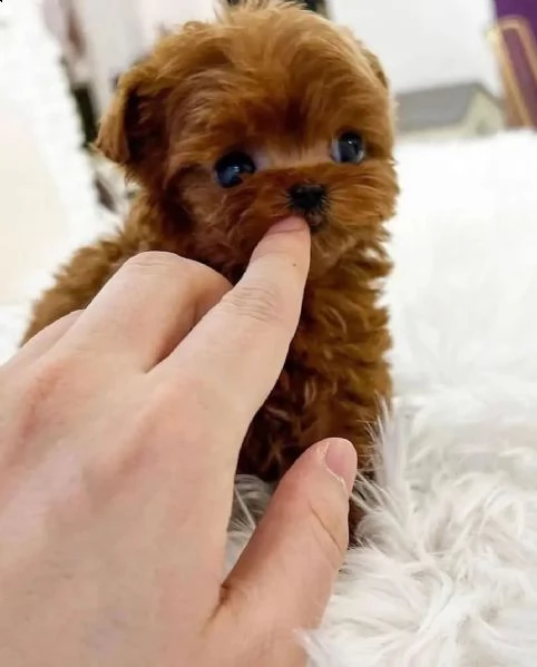 cuccioli barboncino nano albicocca