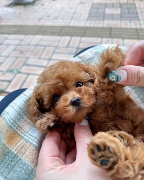 due cuccioli di barboncina toy 